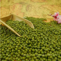 Frijoles verdes de primera calidad de Green Mung Beans para brotación con precio competitivo en oferta